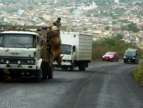 Ecuador, Manabi, Vaca suicida colgando de un camión